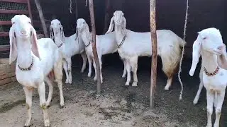 Hansa full punch Face 5 Female Gulabi Shiv Kumar bhai Etawa 