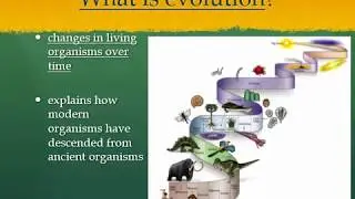 Natural Selection and Evolution