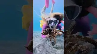 Saving A Baby Octopus from the Tsunami!
