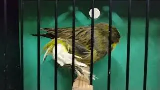 @crest #crestbred #canary  #crest #