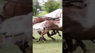 Haflinger Luber auf der Pferd International M&uuml;nchen 2022