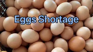 FarmGirl Packing Eggs Live
