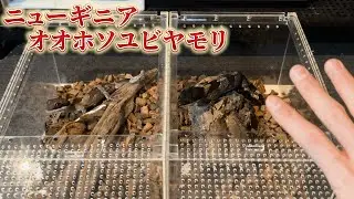バカでかヤモリのケージを作る