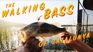 BASS FISHING | From the bank near BARCELONA