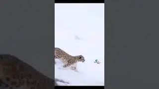 Snow Leopard vs. Himalayan Ibex: A Battle of Survival