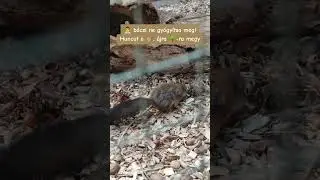 #gyerekeknek #oviteve #shortsvideo #hungarian #&oacute;voda #m&oacute;kus #squirrel #shorts #gyerekdalok