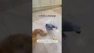 African Grey Parrot&rsquo;s Most Natural Talking Clips