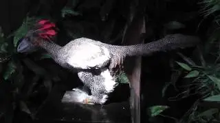 Anchiornis, Dinosaurs - the giants of the past, the science of the future