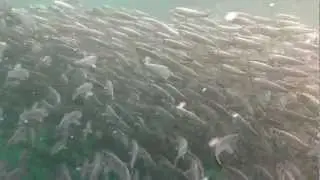 Herring Ball... Filmed in Blackfish Sound BC...
