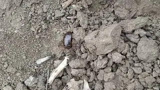 муравьи-жнецы во время л&euml;та напали на таракана! 😱 #animal #ant #insect #насекомые #муравьи