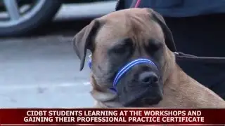 DOG AGGRESSION TO PEOPLE - CFBA