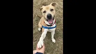 Aster Lee 💕 Kennel Routine