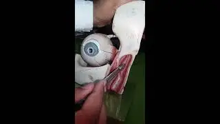 Orbit, Bony Framework Model Spotting || Head and Neck Anatomy || Dr. M.Taha Hussain
