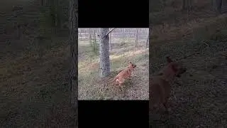 Сильные зубы &ndash; серьезная собака 💪 Vahvat hampaat &ndash; vakava koira