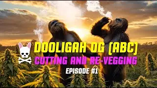 The Aussie Sasquatch - Dooligah OG (ABC) - Cutting and Re-Vegging