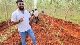 pure red soil 100%guaranty returns Discover Red Sandalwood's Secret Habitats: A Wealthy Investment