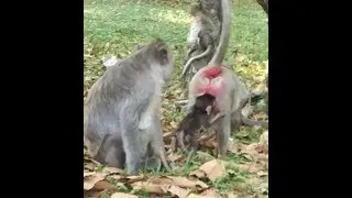 Monkey Michael playing with each others-newborn Monkey can play with friend-Pity Monkey playing