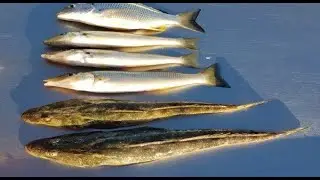 FISHING WINDANG