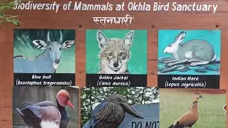 Bird sanctuary park | पक्षी विहार दिल्ली | Okhla birds sanctuary park | pakshi abhyaran | wildlife