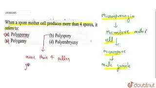 When a spore mother cell produces more than 4 spores, it refers to: