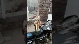 My Java patha for sale in lahore tapni ki vedio k liya wattsap rabta kra