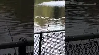 A Great Blue Heron on the Alert