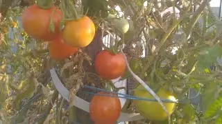 Adbhut UPSC is live | tomatoes 🍅 are ready for harvest