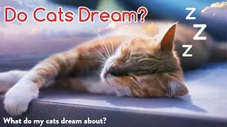 Do Cats Dream? #shorts
