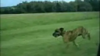 Crazy dog jumping out of a Car