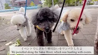 2025/10/26イベントでにぎわう堺川沿いをワンパトEveryday poodles