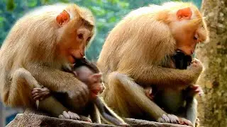 Mom Rose Torture baby Rex as discipline | Rose tired to catch Rex till do like this | Rex cry hurt