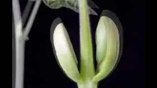 Radici fittonanti, radici fascicolate, Monocotiledoni e Dicotiledoni