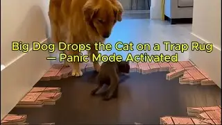 Big Dog Drops the Cat on a Trap Rug &mdash; Panic Mode Activated 😂