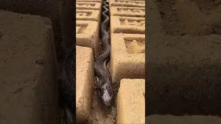 hide & seek 😂😍#snake#viral#relaxation#shorts