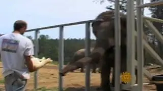 The common bond of animal odd couples