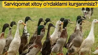 BEGUNOK O'RDAGINI SIZ BILMAGAN SIRLARI