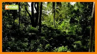 Uharibifu wa msitu wa Kaya umesababisha ukame Kinango, Kwale