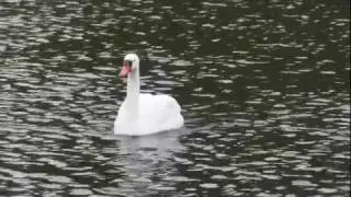 RC Swan