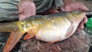 Live Fish Cutting 🐟 | Perfect Fish Cleaning Skills