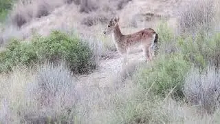 Southeastern Spanish Ibex, also known as Sierra Nevada Ibex nature nov 2022