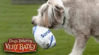Can Graeme Stop This Bearded Collie's Ball Obsession? | Dogs Behaving Very Badly
