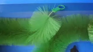 Koi spawning and temporary fry setup