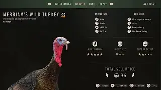 British Columbia Merriam Turkey hunt with Black Cloud FS STEEL #3 Birdshot 