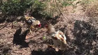 Aseel roosters fighting for dominance