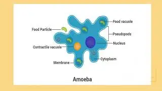 label diagram of amoeba with function