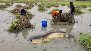 Catfish By Hand in Mud Water | Best Hand Fishing Video