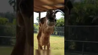 This Is How Camel Survive Without Water?