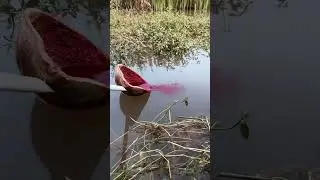 New Fishing Idea #fishing #fish #shorts