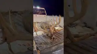Посмотрите на огромные размеры этого оленя! 😳