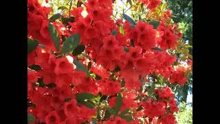 The Ted and Mary Greig Rhododendron Garden